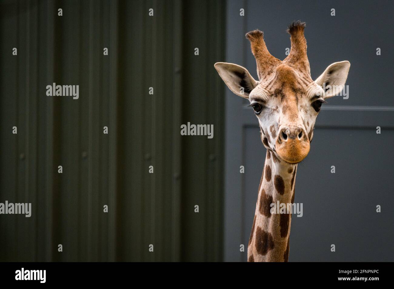 Edimburgo, Regno Unito. Mar 18 Maggio 2021. Lo zoo di Edimburgo celebra l'arrivo di una mandria di cinque giraffe nubiane maschili. Questa è la prima volta in 15 anni che lo zoo di Edimburgo ha ospitato giraffe e la casa di recente costruzione giraffa sarà ufficialmente aperta al pubblico a metà giugno 2021. Foto Stock