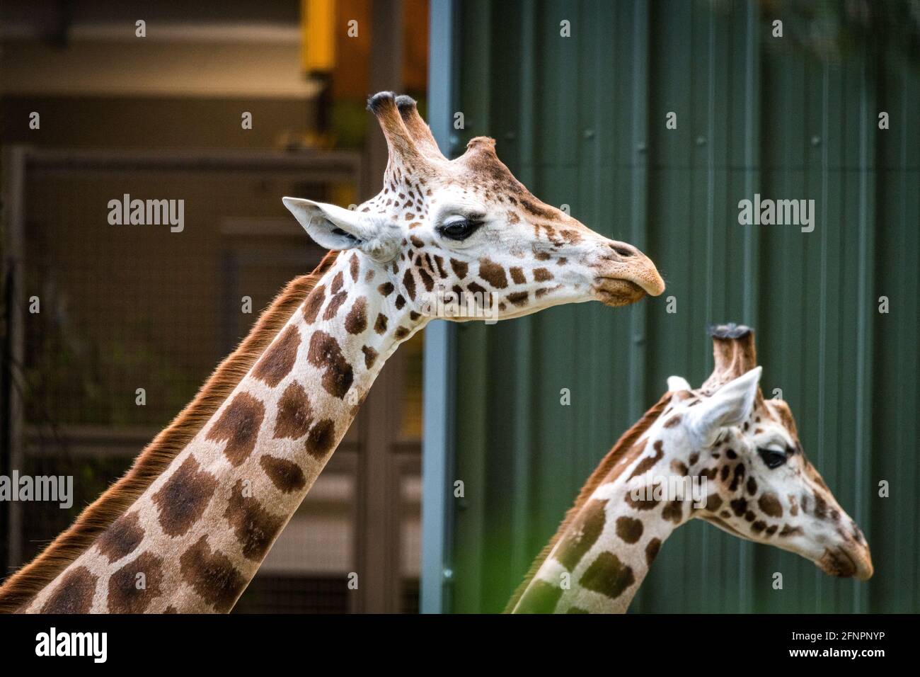 Edimburgo, Regno Unito. Mar 18 Maggio 2021. Lo zoo di Edimburgo celebra l'arrivo di una mandria di cinque giraffe nubiane maschili. Questa è la prima volta in 15 anni che lo zoo di Edimburgo ha ospitato giraffe e la casa di recente costruzione giraffa sarà ufficialmente aperta al pubblico a metà giugno 2021. Foto Stock