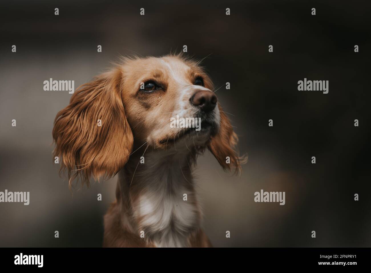 Cocker Spaniel testa ritratto con uno sfondo sfocato Foto Stock