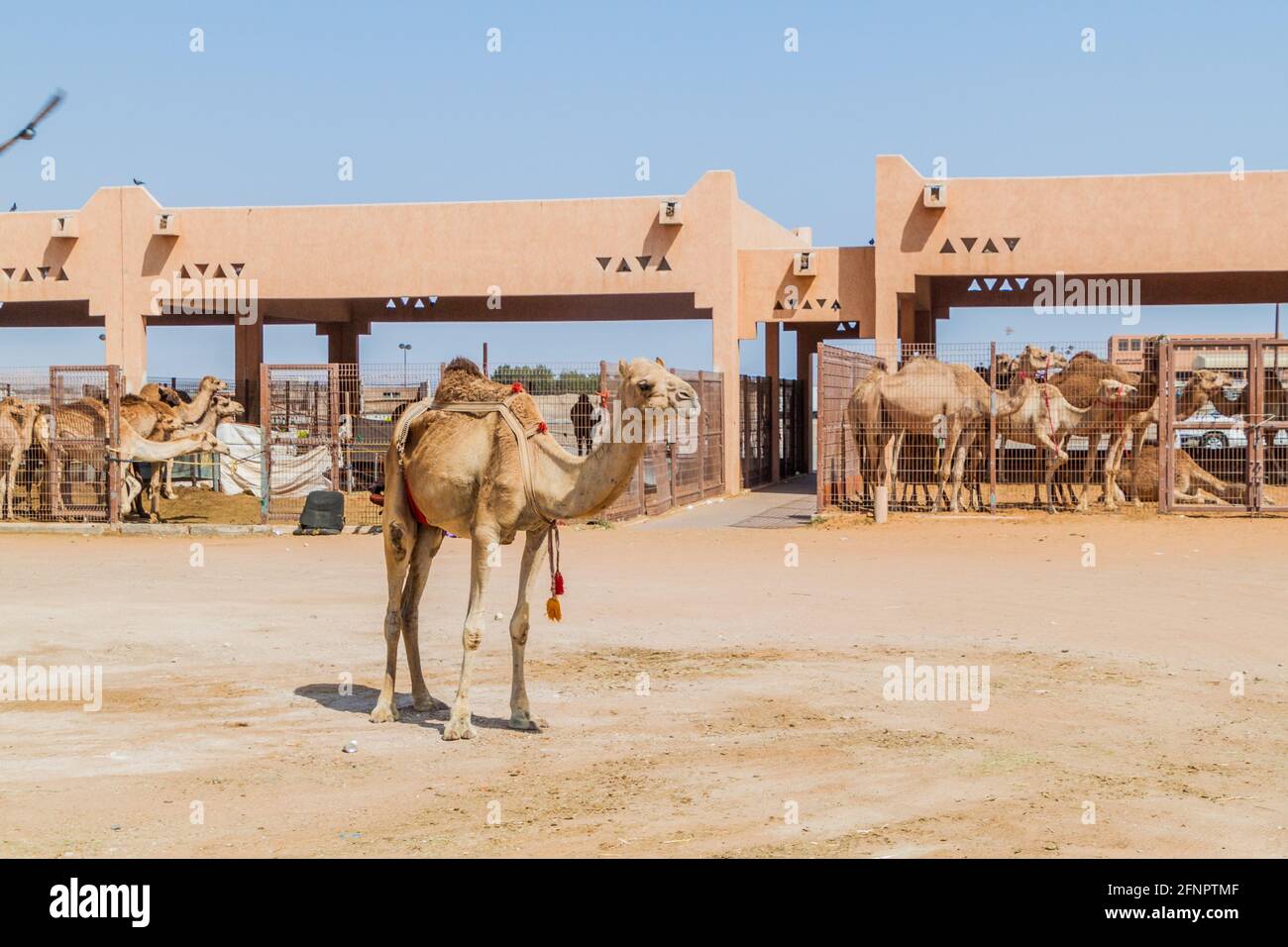 Gabbie di cammello al mercato degli animali di al Ain, Emirati Arabi Uniti Foto Stock