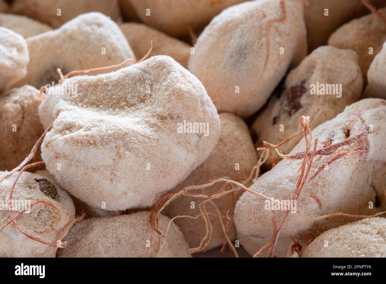 Baobab frutta e seme Foto Stock