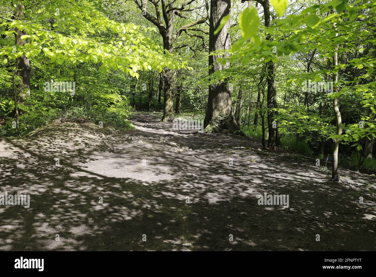 Hirst Wood, a Saltaire, Bradford Foto Stock