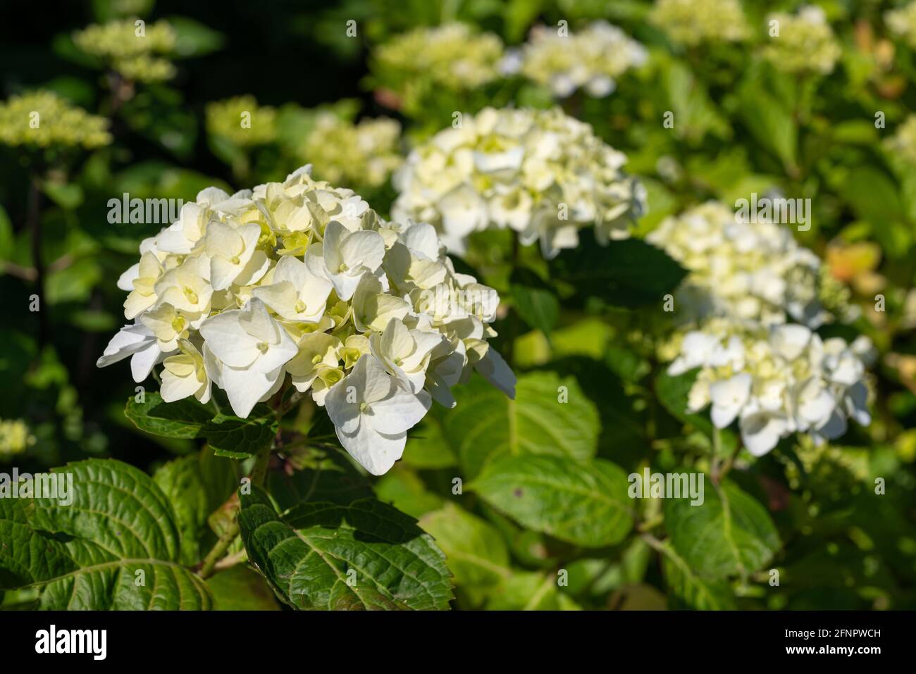 Penny mac (Hydrangea macrophylla), fiori d'estate Foto Stock