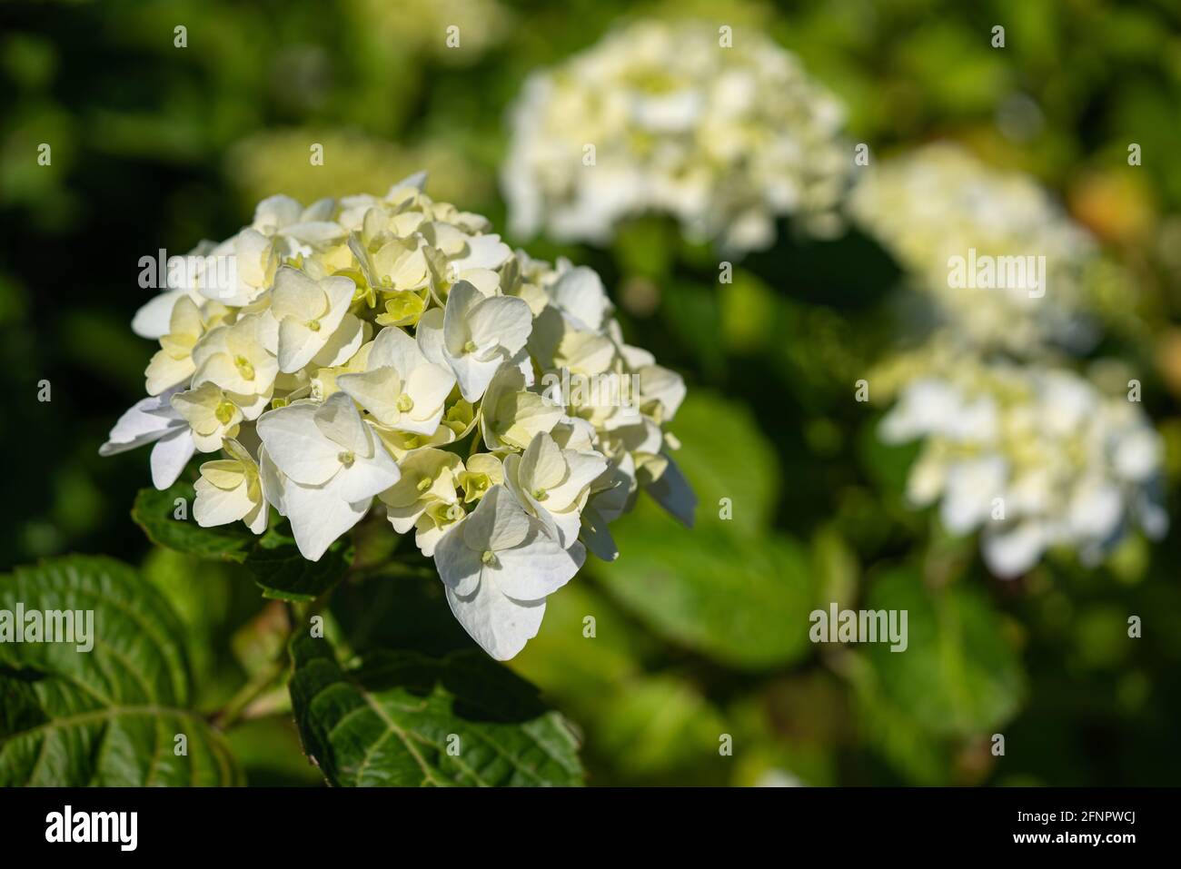 Penny mac (Hydrangea macrophylla), fiori d'estate Foto Stock