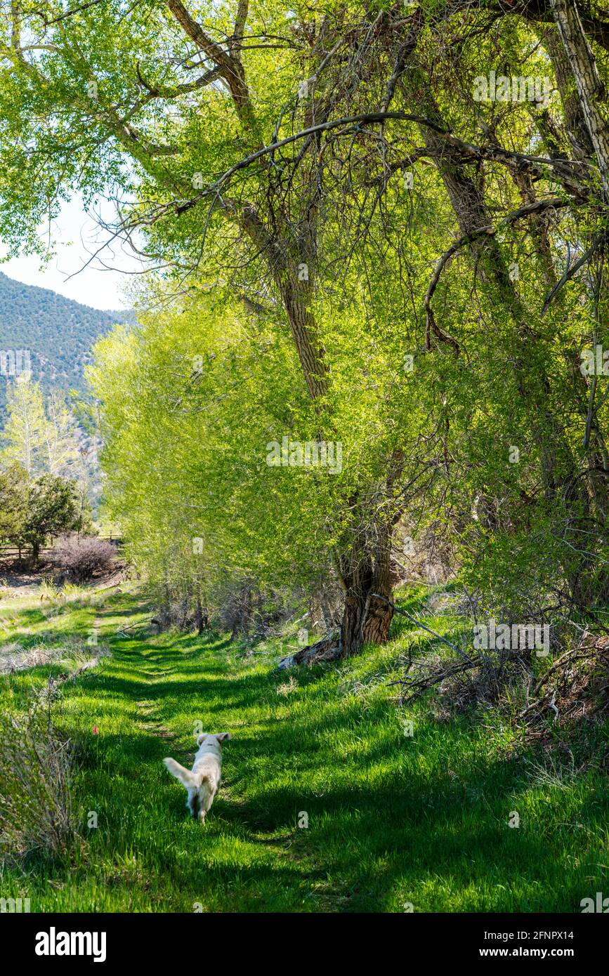 Il cane Golden Retriever colorato di platino che passa accanto all'albero di Cottonwood (Populus deltoides) in fiore verde fresco primavera; Vandaveer Ranch; Salida; C. Foto Stock