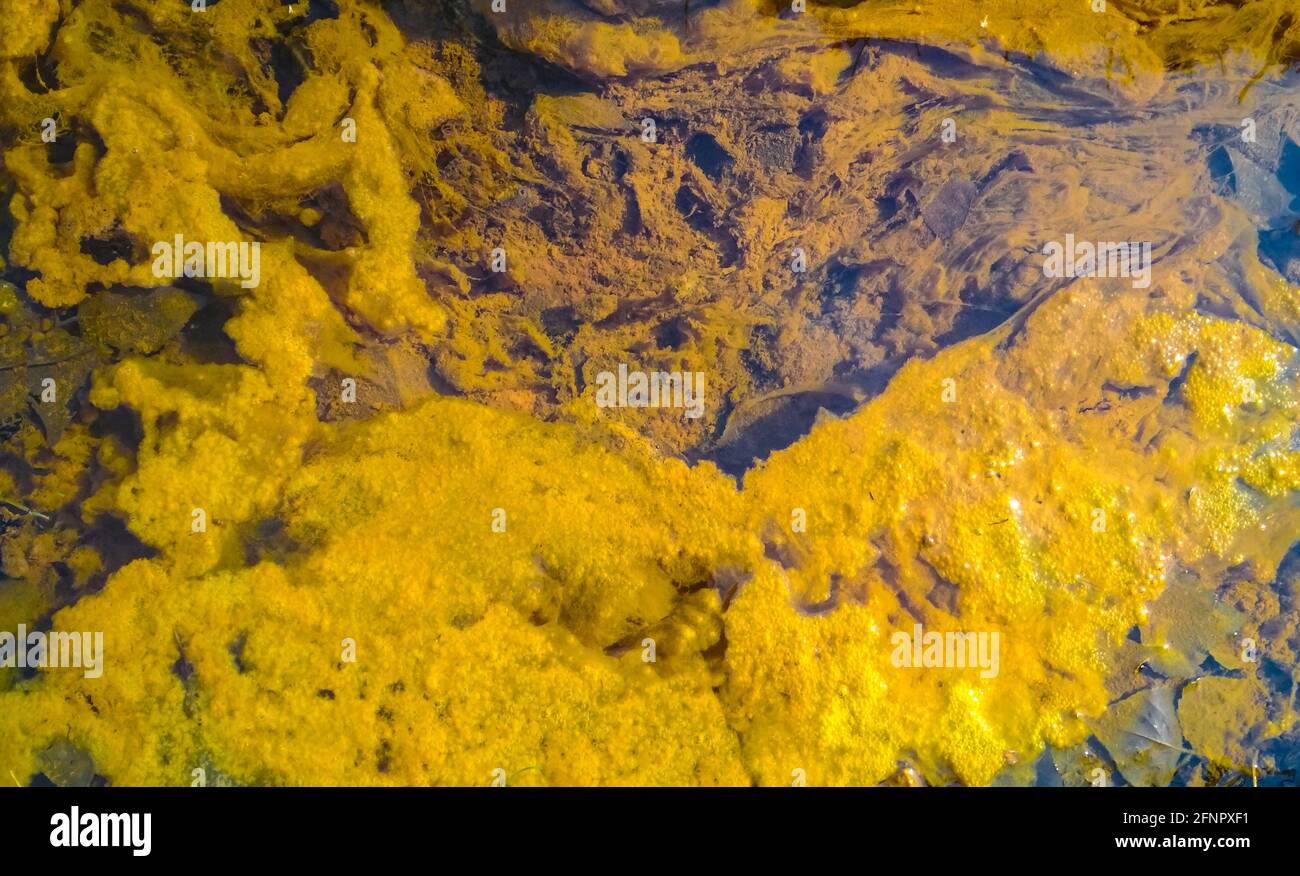Acqua inquinata dalle alghe gialle. Pellicola di alghe sulla superficie dell'acqua che impedisce la formazione di ossigeno e provoca la morte di organismi acquatici. Ambiente Foto Stock