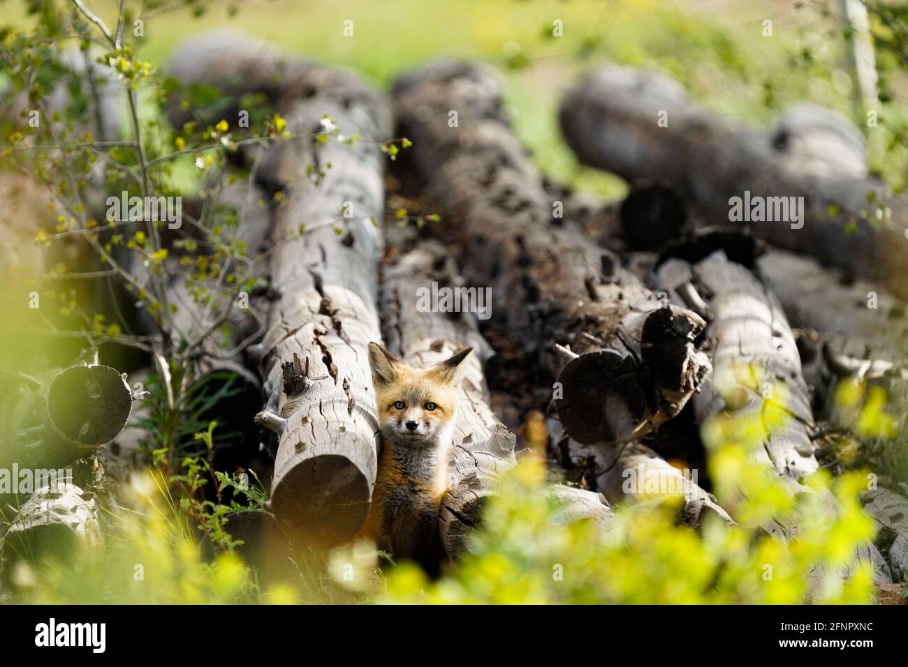 Cuccioli di volpe rossa, volpe rossa giovanile, che schioccano la testa sopra il rifugio di tronchi che copre la loro tana in Tabernash Colorado. Foto Stock
