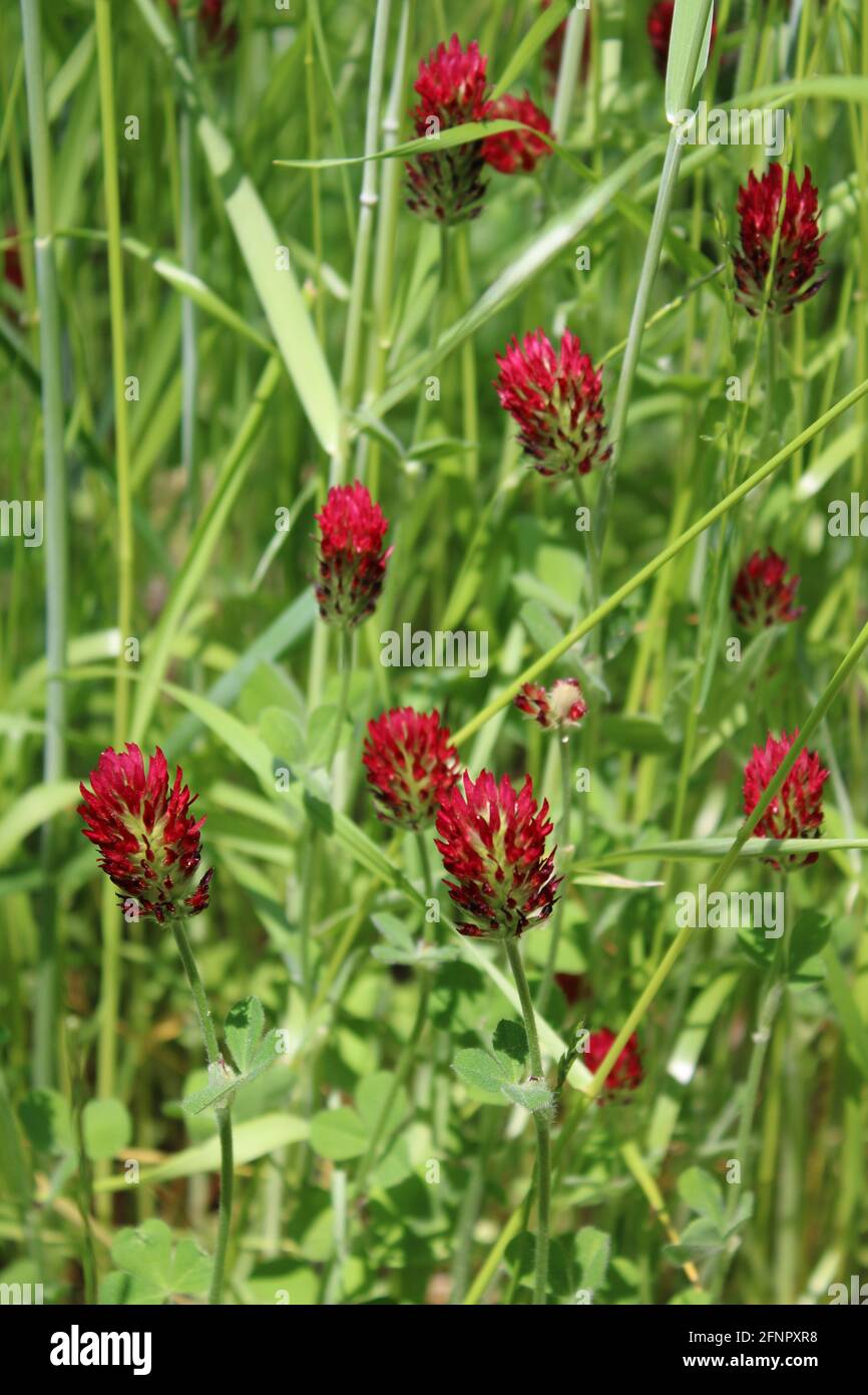 Crimson Clover in fiore tra Rye Grass Foto Stock Crimson Clover in fiore tra Rye Grass Foto Stock