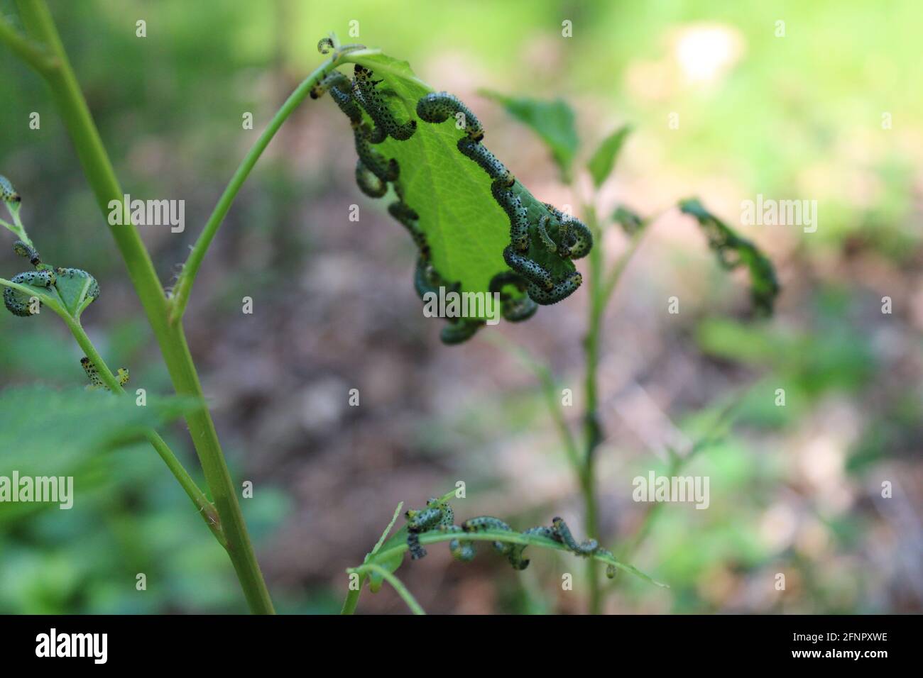 Larve di Sawfly di goseberry Defoliating un Bush rosso del curry Foto Stock