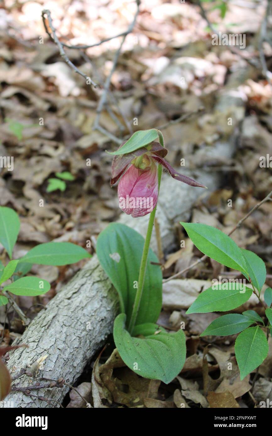 Orchidea pink Lady Slipper Foto Stock