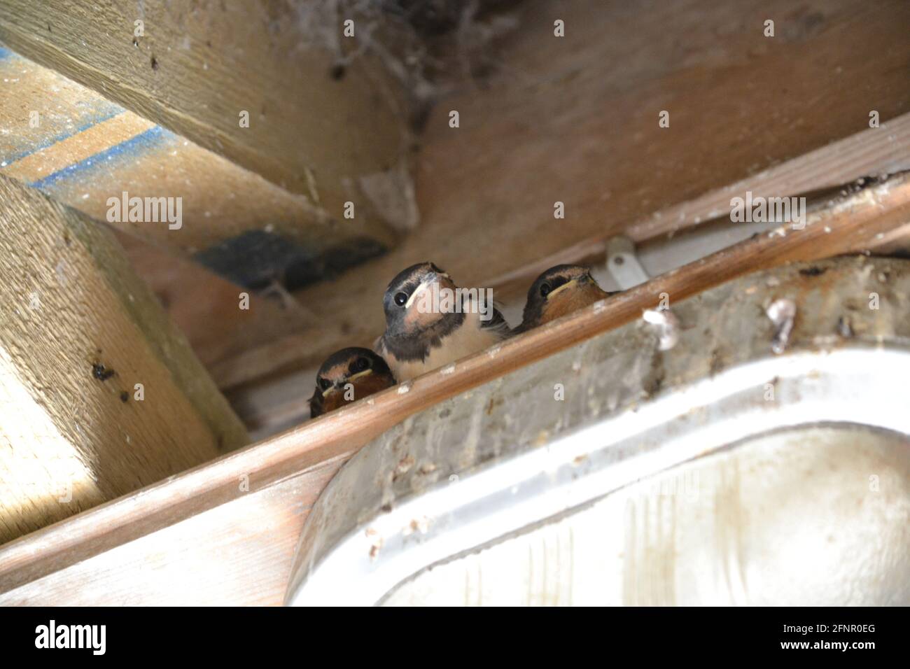Tre Swallow fuggono su una sporgenza vicino al loro Nest - Hirundo Rustica - Famiglia di uccelli Hirundinidae - visitatori estivi a North Yorkshire Moors - UK Foto Stock