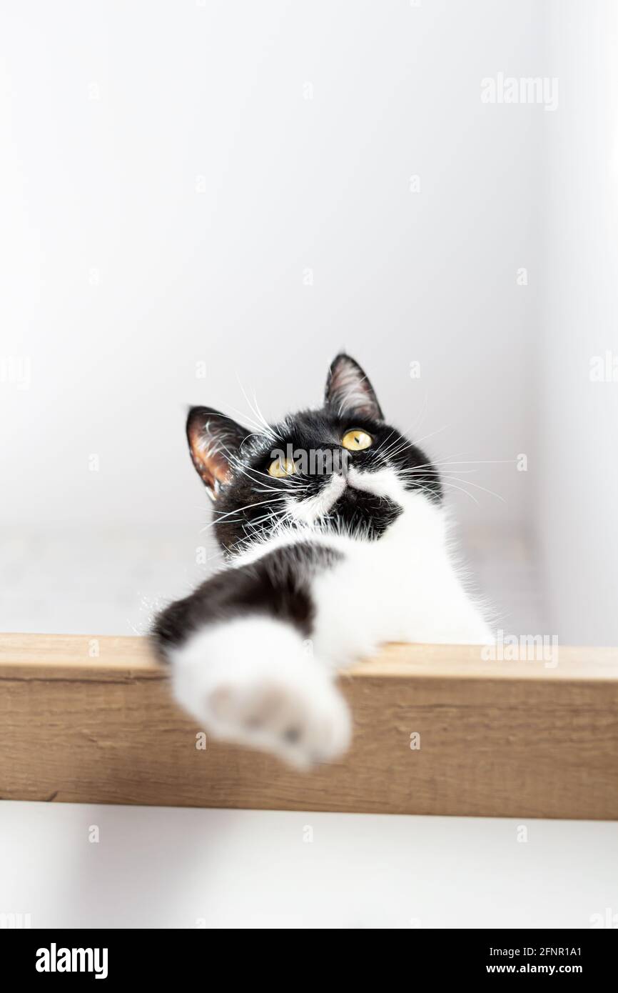Ritratto di un bel gatto nero domestico con baffi bianchi e petto. Foto Stock