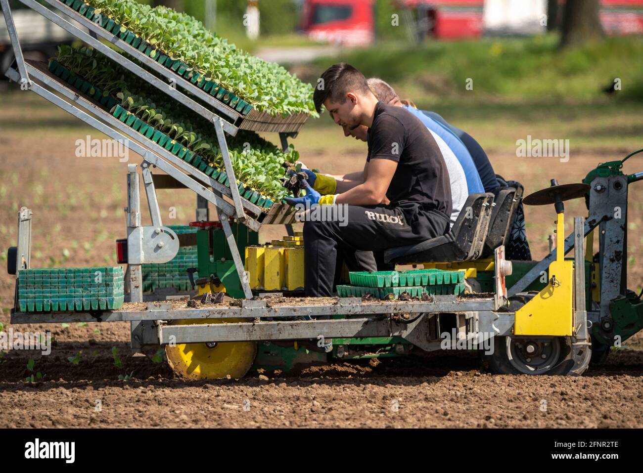 Cavolo, è piantato in un campo, i lavoratori mettono le giovani piante, con una balla di substrato nella piantatrice, trainato da un trattore NRW, Germania Foto Stock