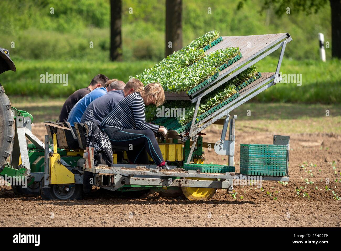 Cavolo, è piantato in un campo, i lavoratori mettono le giovani piante, con una balla di substrato nella piantatrice, trainato da un trattore NRW, Germania Foto Stock