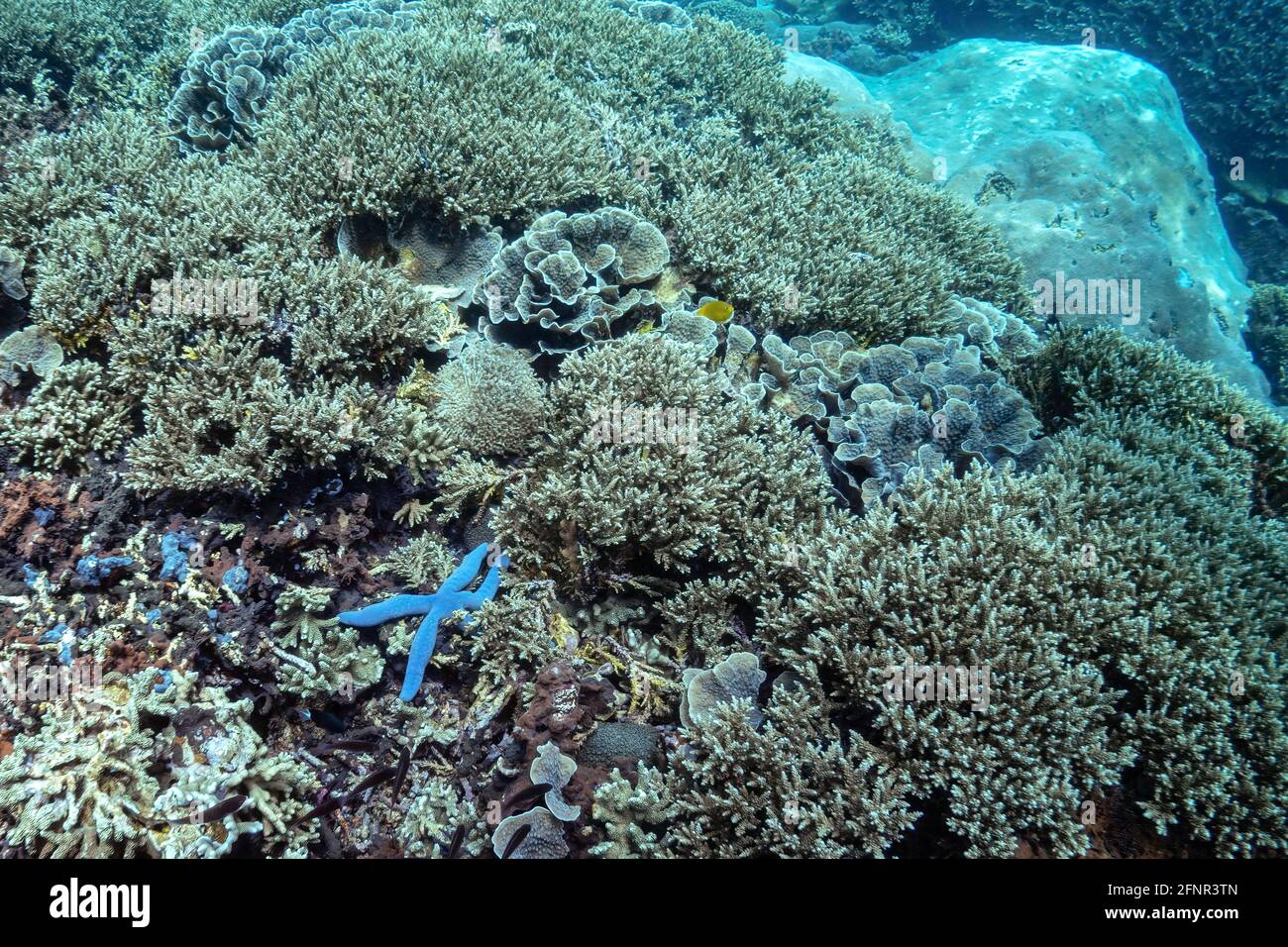 Colorata grande stella blu dal vivo del mare si trova nel mezzo della barriera corallina, vicino a Elkhorn e coralli fogliosi, mare tropicale dell'Indonesia, Bali. Starfish blu Foto Stock