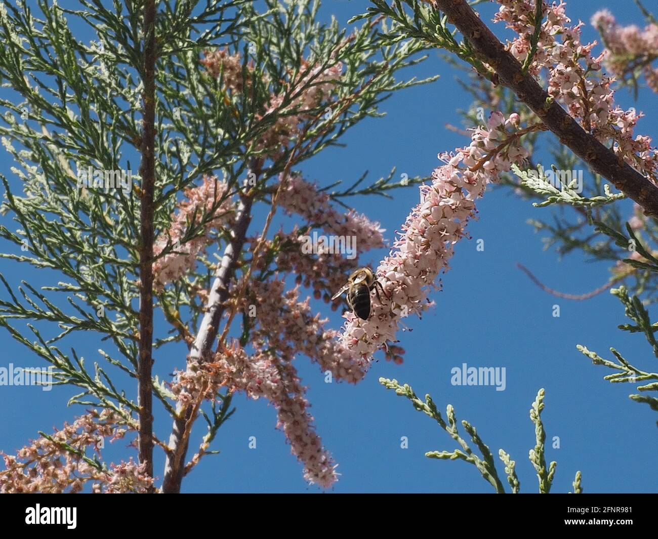 Atterraggio delle api su un fiore rosa di tamarisco (Tamarix parviflora) in primavera. Foto Stock Atterraggio delle api su un fiore rosa di tamarisco (Tamarix parviflora) in primavera. Foto Stock