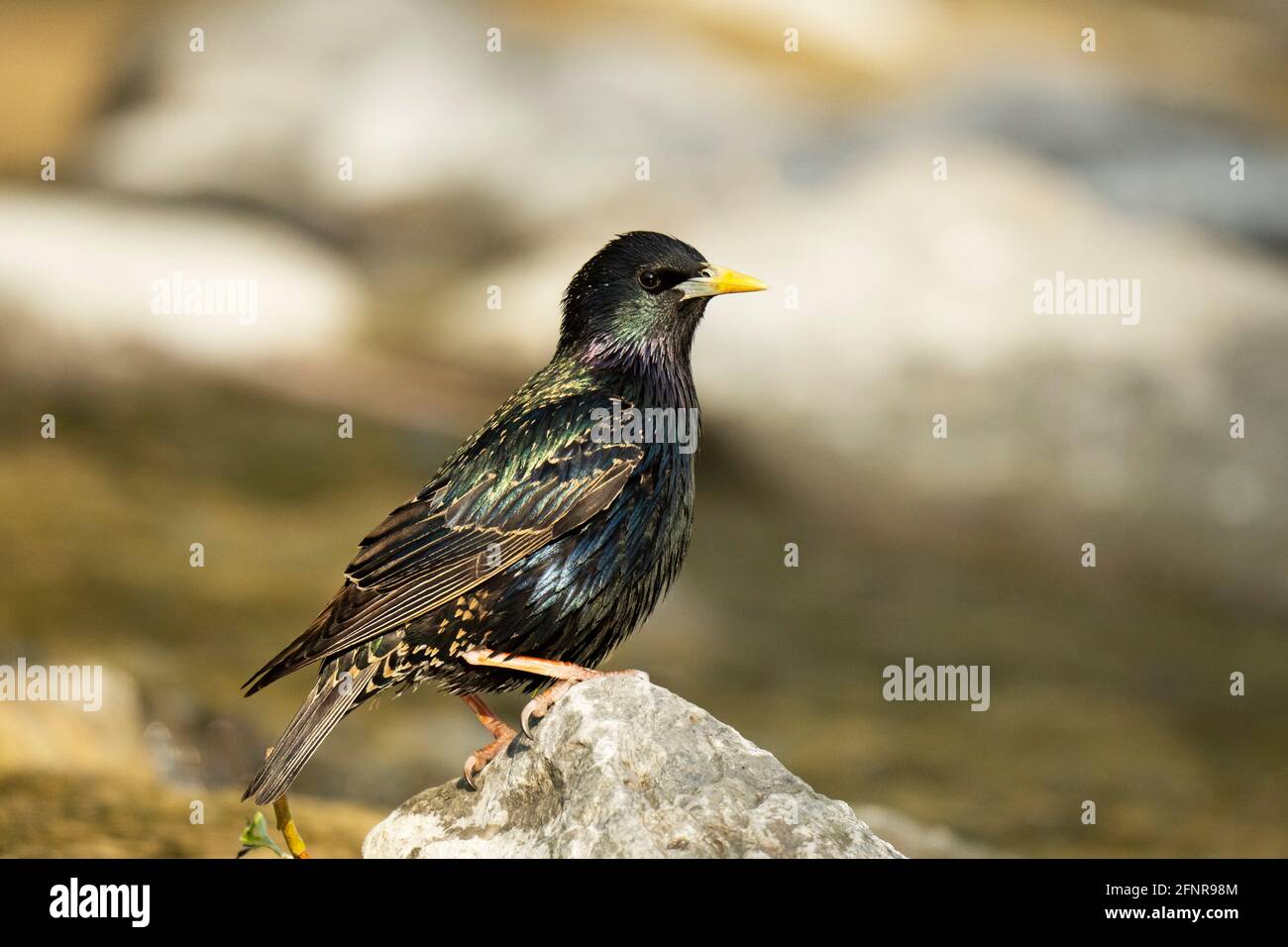European Starling (Sturnus vulgaris), uccello arroccato su una roccia Foto Stock