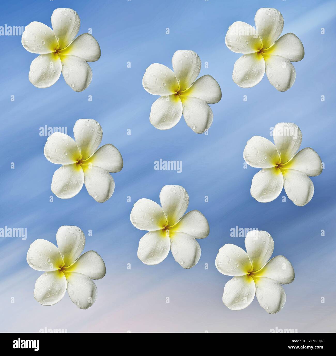 bel primo piano di bianco con fiori gialli al centro di frangipani su sfondo blu Foto Stock