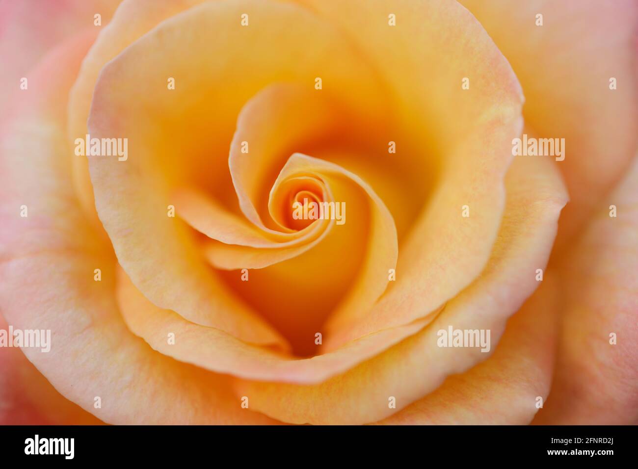 Buono come il fiore di rosa ibrido del tè dell'oro in fiore. California del Nord, Stati Uniti. Foto Stock