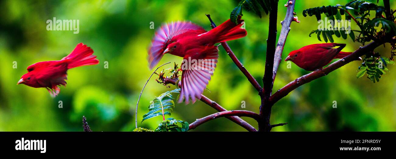 Una raga estiva maschile in una seduta e due posti di volo si pone su una mattina di primavera overcast. Molti toni rossi e verdi. Formato panorama. Foto Stock