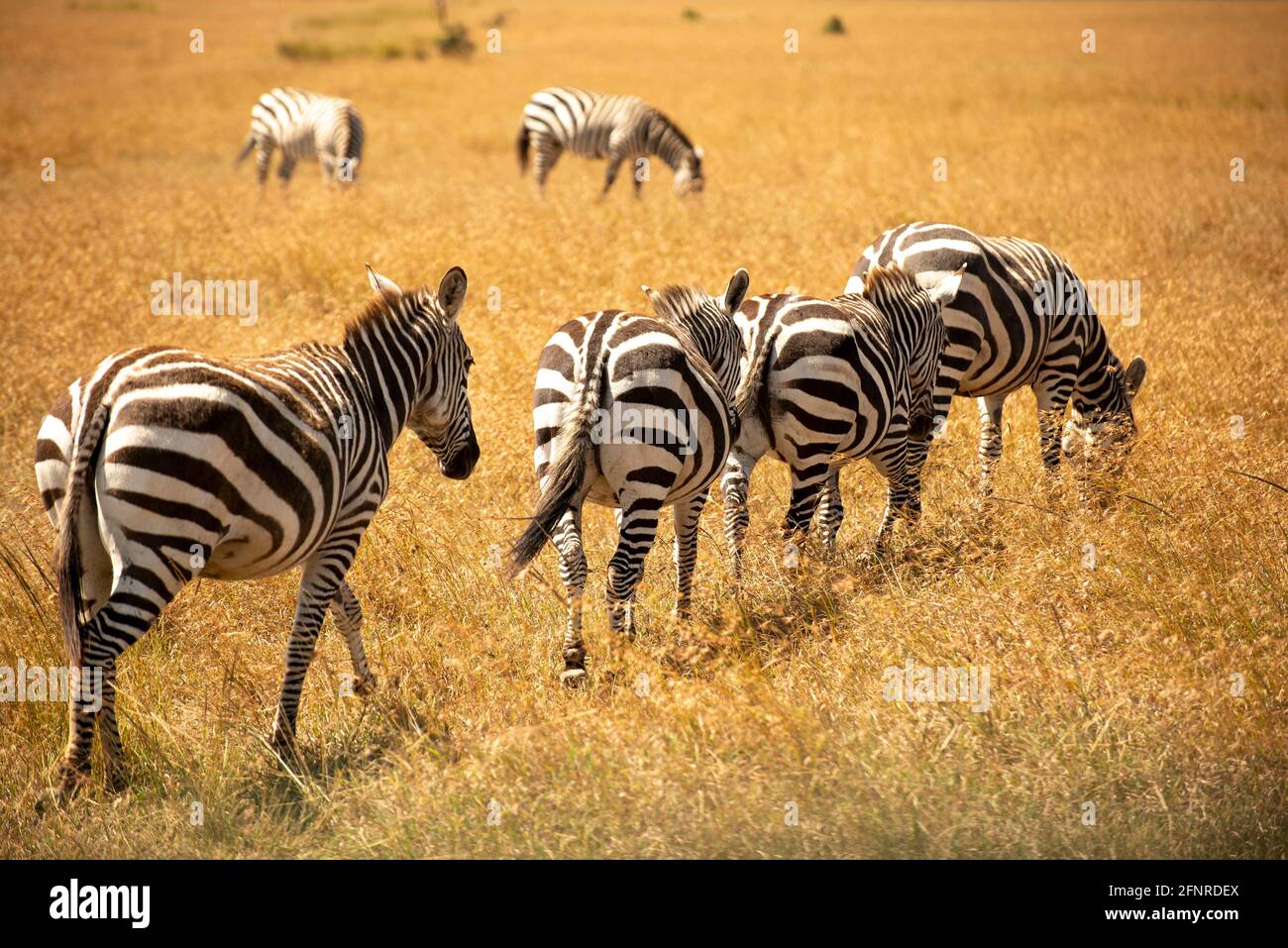 zebre che camminano in una linea nell'erba Foto Stock