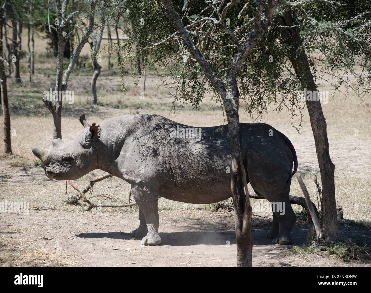 Rinoceronte nero al Conservatorio Ol Pejeta Foto Stock