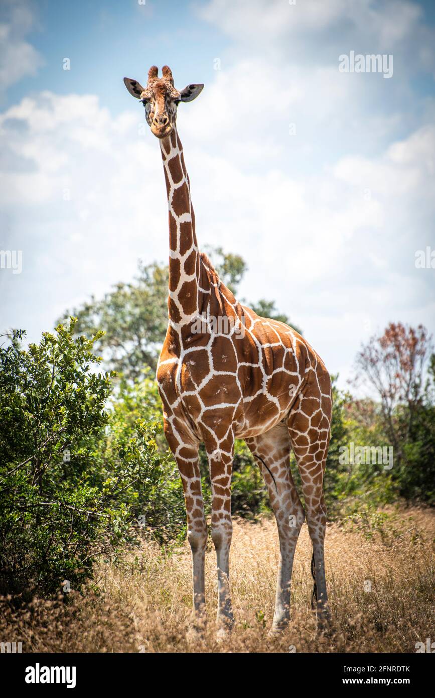 giraffe vicino alberi Foto Stock