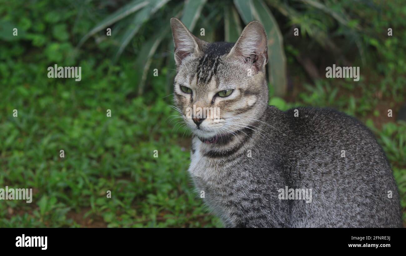 Un primo piano di una faccia di colore grigio gattino guardando verso con sfondo sfocato Foto Stock