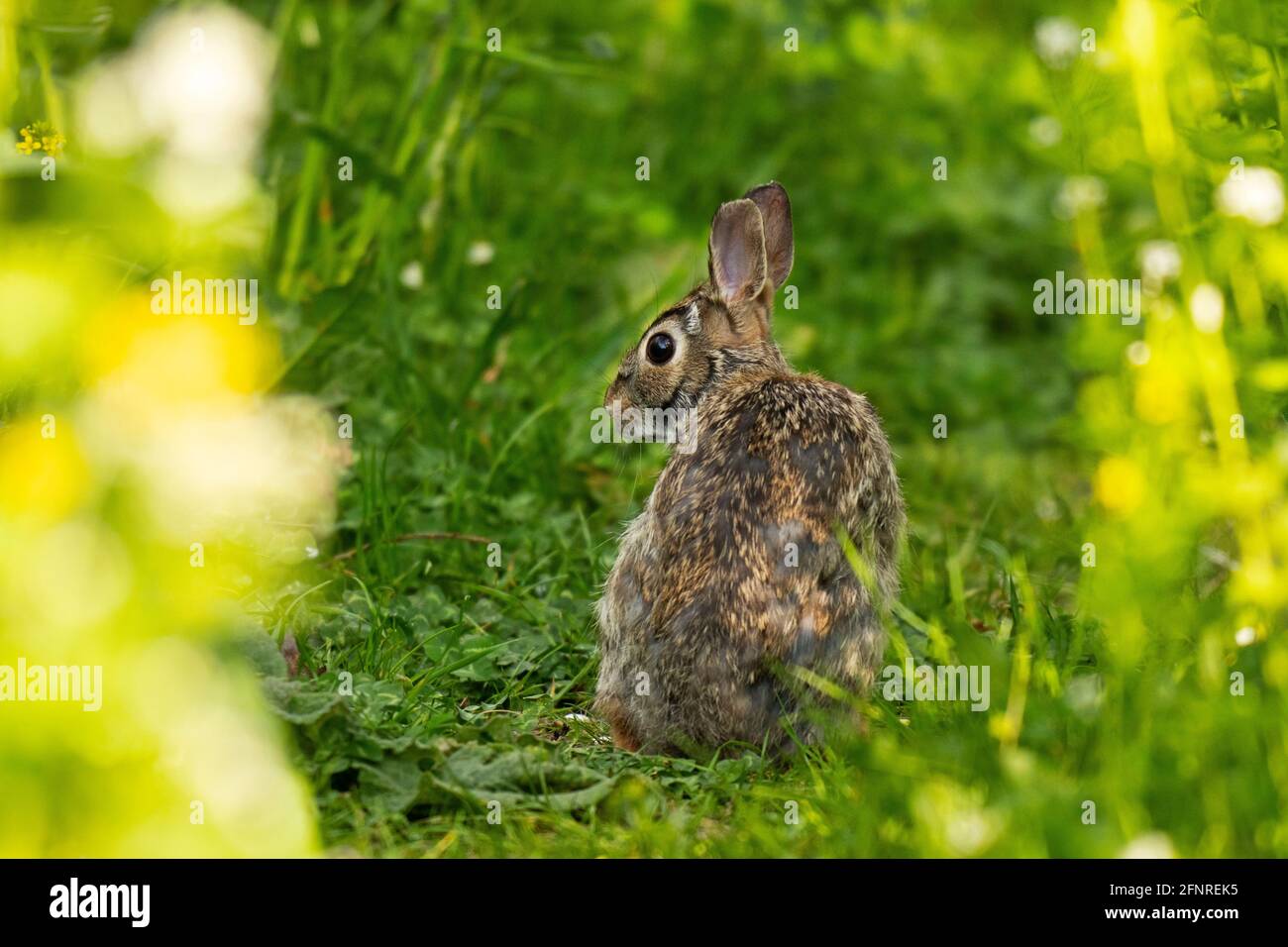 Coniglio di coda di cotone orientale, (Sylvilagus floridanus) Multing di coniglio in primavera Foto Stock