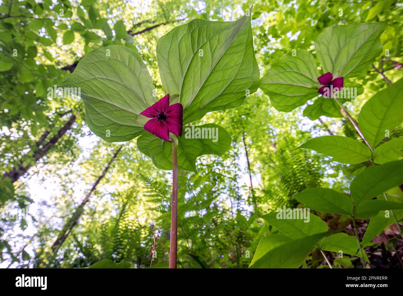 Vasey's Trillium (Trillium vaseyi), Pisgah National Forest, Brevard, Carolina del Nord, Stati Uniti Foto Stock