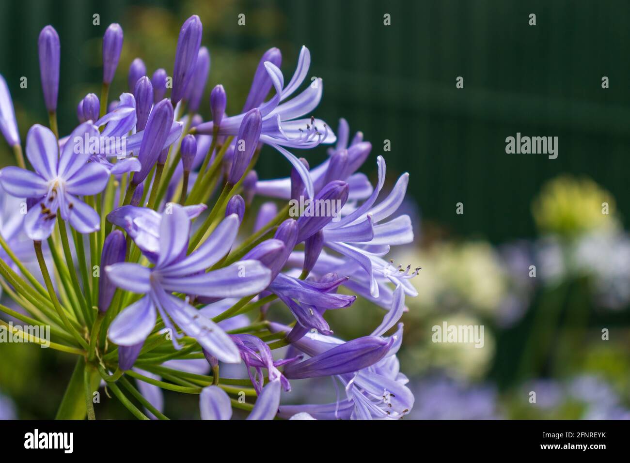 Agapanthus giglio con un'ape che lo sorvola, giglio del nilo, giglio africano ravvicinato Foto Stock