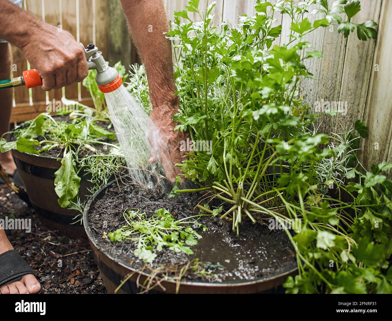 L'uomo anziano taglia il rosmarino nel cortile. Giardinaggio domestico, erbe e piante in giardino Foto Stock