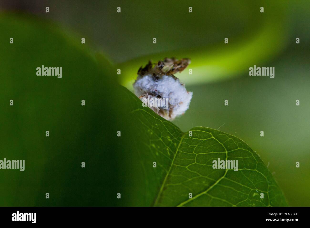 Fase larvale di un insetto di Lacewing (Chrysopidae), aka bug spazzatura, bug spazzatura, trasportando detriti sulla sua schiena - USA Foto Stock