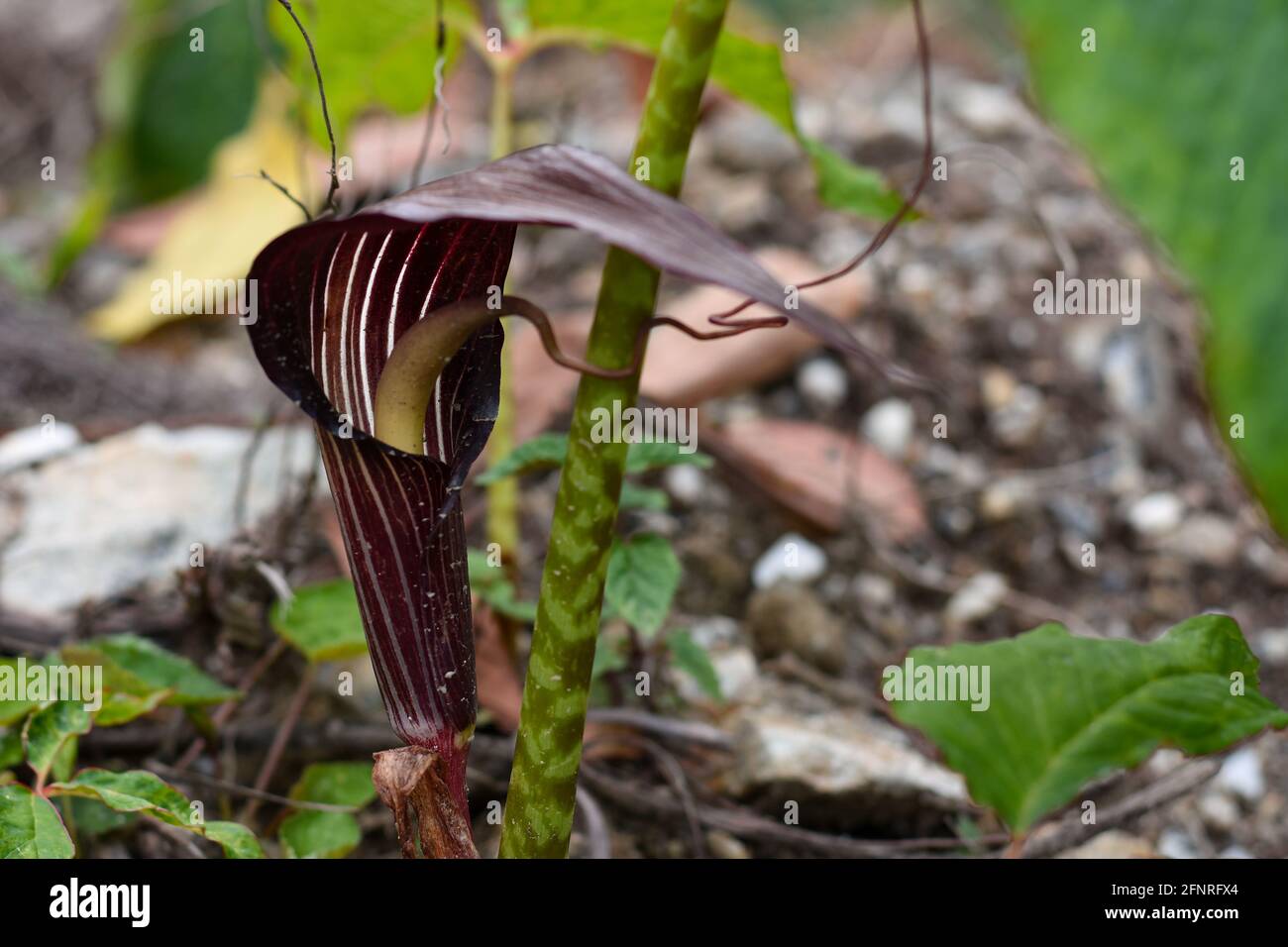 Arisaema speciosum 'Gigante Himalayano' comunemente noto come Cobra Giglio, folios verdi con gambo punteggiato rosso. Foto Stock