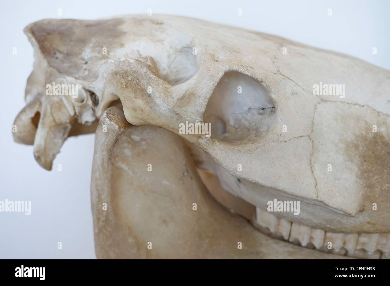 Vista laterale di una parte del cranio di un cavallo. Concentratevi sull'osso zigomatico o sul cheekbone, appena sotto l'orbita Foto Stock