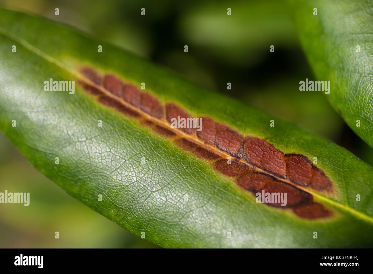 Primo piano di una foglia di rododendro con macchie brune causate da malattie fungine Foto Stock