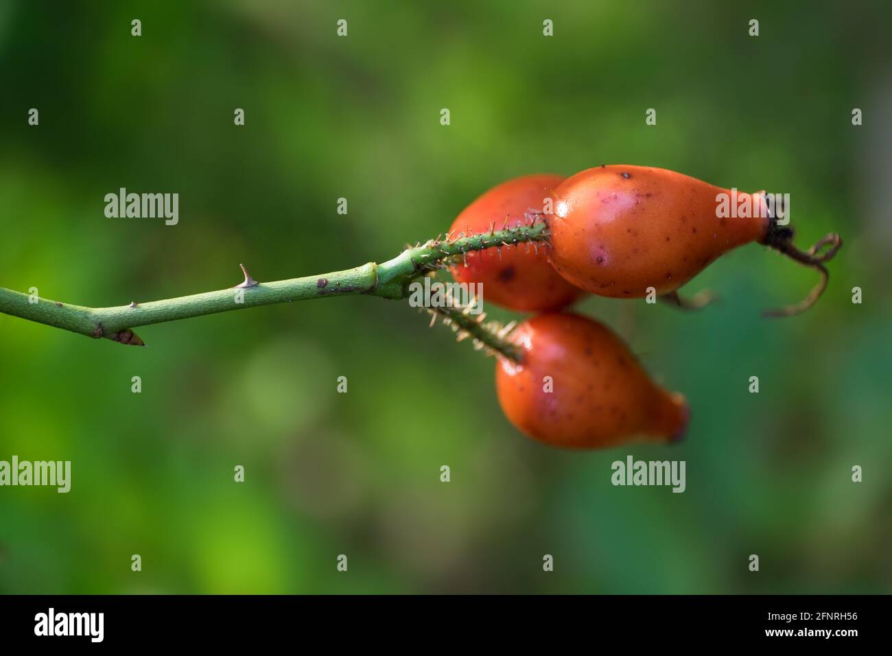 Tre fianchi di rosa su una trivella contro una sfocatura verde sfondo Foto Stock