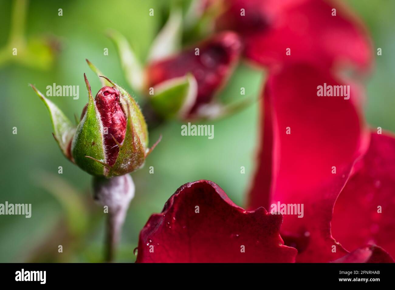 Germogli di rose rosse che germogliano nel giardino con gocce d'acqua su sfondo verde naturale con foglie. Messo a fuoco sul germoglio sulla sinistra Foto Stock