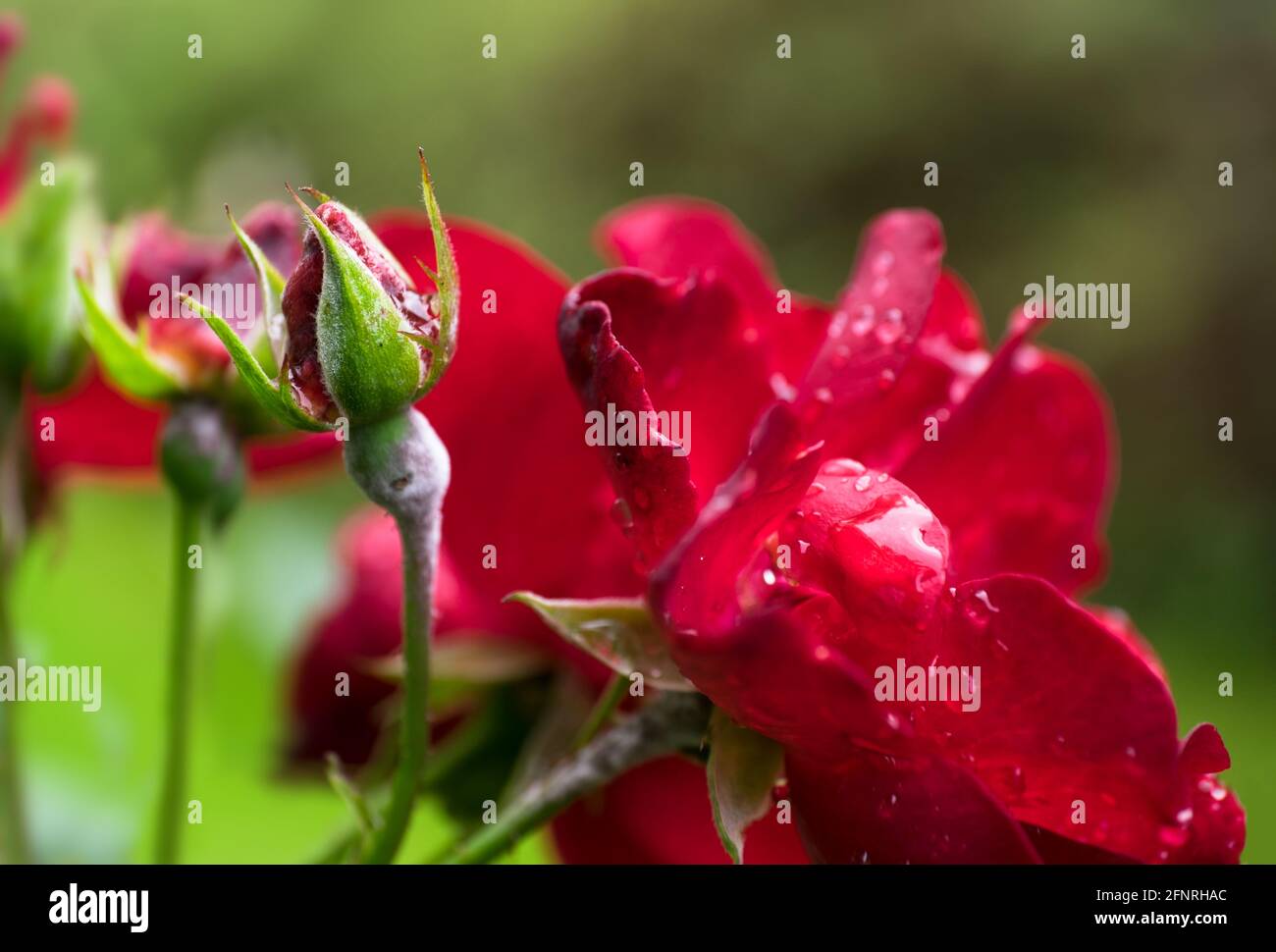 Germogli di rose rosse che germogliano nel giardino con gocce d'acqua su sfondo verde naturale con foglie. Messo a fuoco sul germoglio sulla sinistra Foto Stock