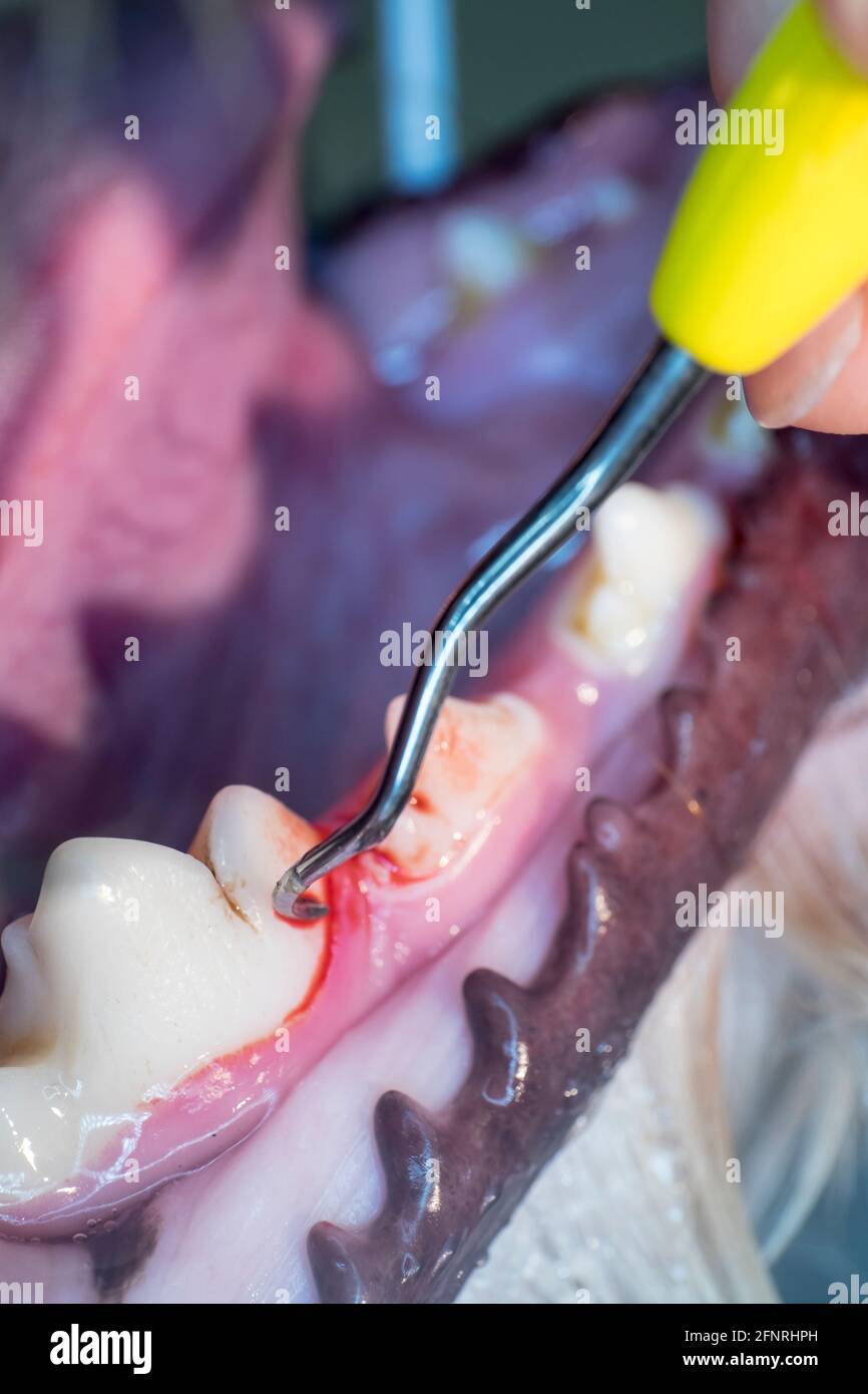 Dentista ultrasonico tartaro pulizia dei denti in un cane sotto anestesia da un veterinario in una clinica Foto Stock