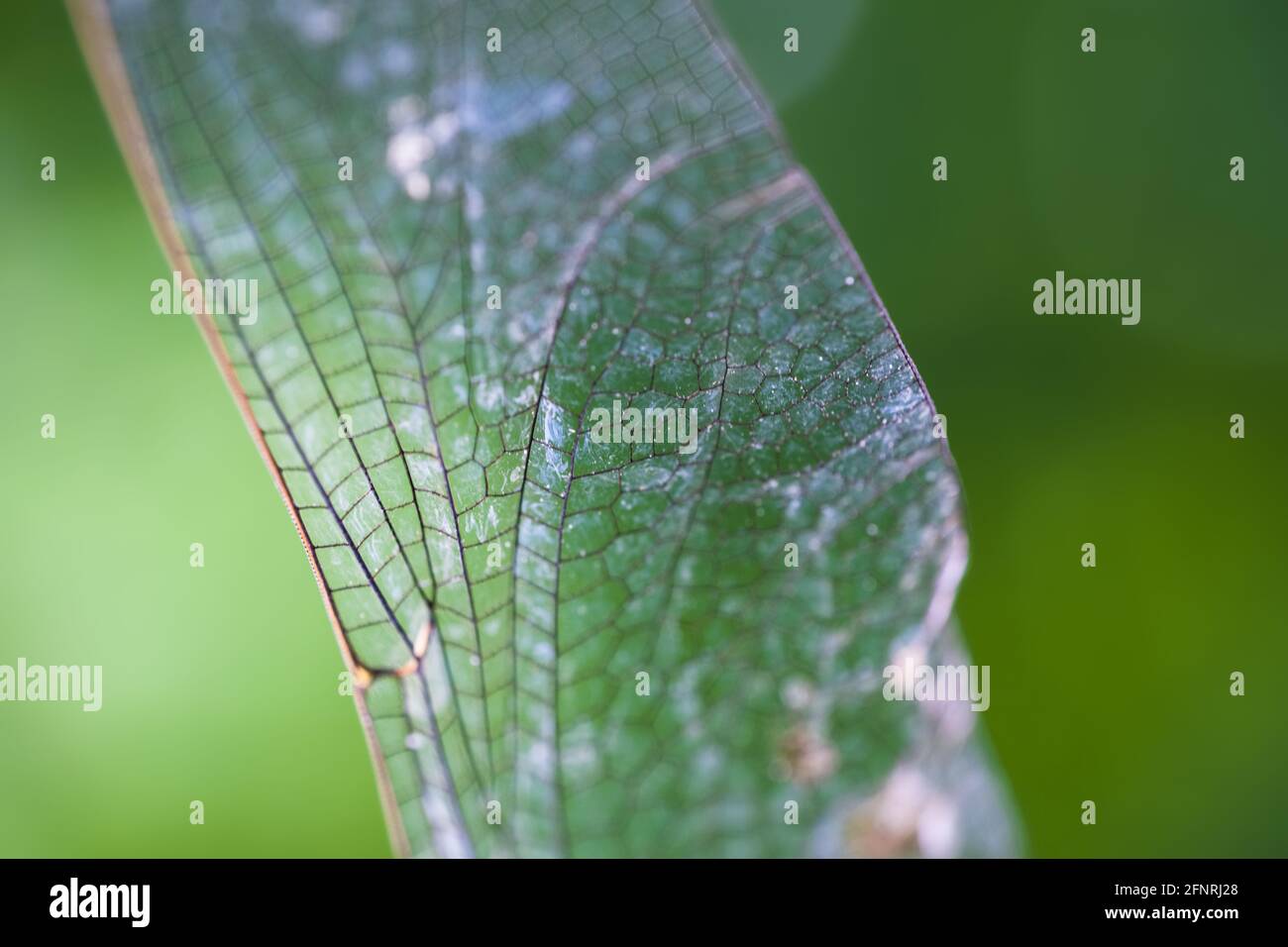 Foto macro di un'ala dell'Orthetrum cancrellatum o libellula skimmer dalla coda nera. Profondità di campo ridotta, sfondo verde sfocato Foto Stock