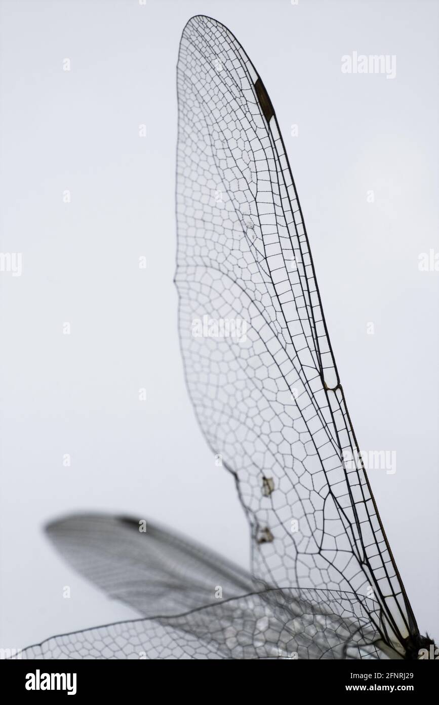 Ali di una libellula da vicino. Immagine verticale Foto Stock