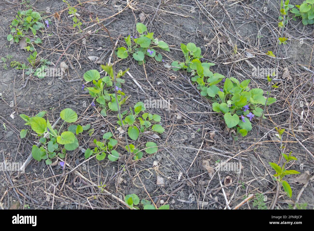 Le violette fioriscono belle in primavera. Foto Stock