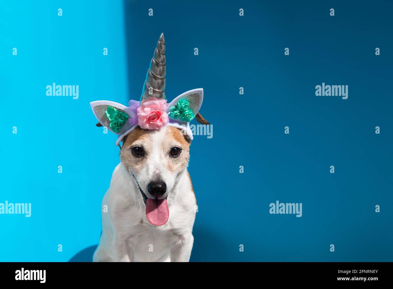 Carino Jack Russell cane terrier indossare archetto con corno unicorno mostra la lingua fuori seduto su sfondo azzurro vista ravvicinata Foto Stock