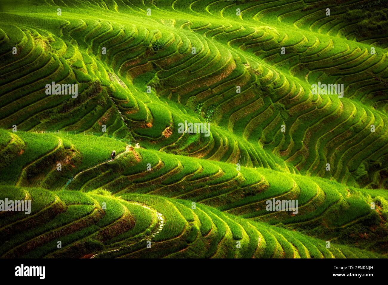 Ping' An Rice Terrace. Longsheng. Longji. Guilin. Cina. L'edificio iniziò nella dinastia Yuan dal 1271 al 1368 Foto Stock