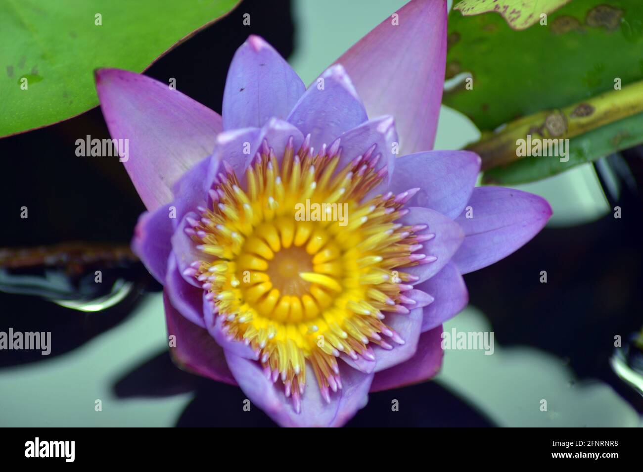 i fiori viola e giallo di loto erano foto in fiore Foto Stock