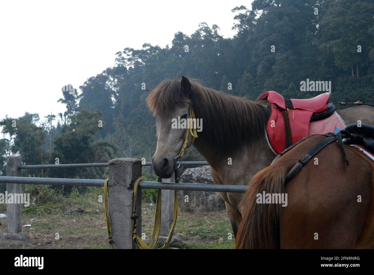 un cavallo con un volto pallido su una foto fattoria Foto Stock