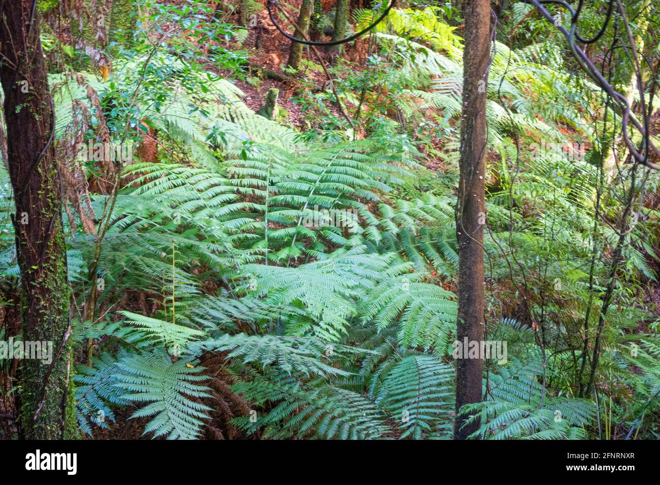 La foresta neozelandese con alti alberi sottili che si estendono sopra corone di palme da alberi dal punto di vista alto. Foto Stock