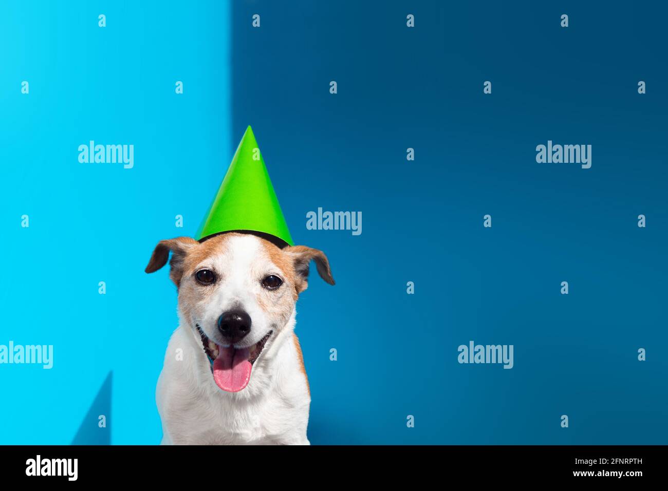 Carino Jack Russell terrier cane cono verde festa sugli spettacoli lingua fuori seduta su sfondo azzurro vista ravvicinata Foto Stock