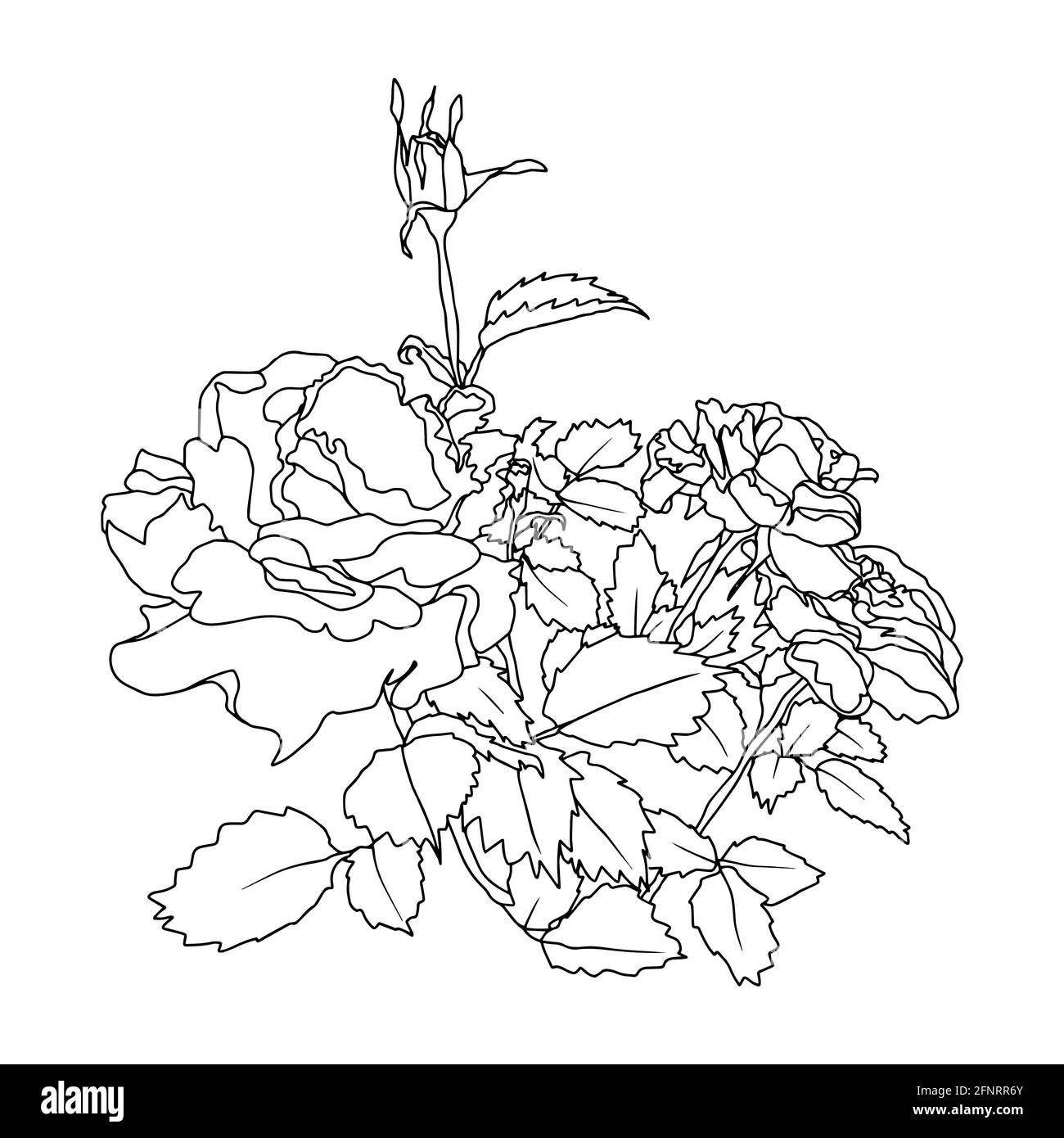 rose gemme aperte e chiuse con foglie e rami neri e illustrazione a mano vettoriale isolata in bianco Foto Stock
